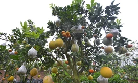 Trái cây lạ ở thị trường phía Bắc năm nay chủ yếu vẫn là các loại cây có nhiều quả. Ảnh: Ngọc Lan