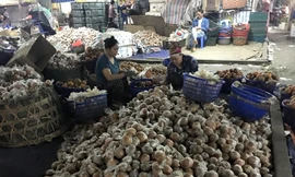 Hình ảnh cam sành Hà Giang được bọc túi nilon cùng chất bảo quản độc hại được lan truyền trên mạng xã hội