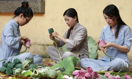 Người Hà Nội hái sen ủ trà