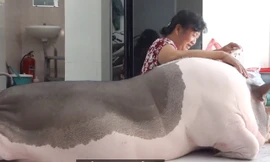 Người phụ nữ nuôi heo hơn 100 kg làm thú cưng