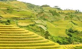 'Phượt' Mù Cang Chải mùa lúa chín