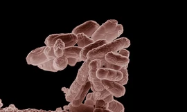 E.coli gây dịch bệnh tại châu Âu thuộc chủng mới