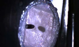 Da chống đạn làm từ tơ nhện, sữa dê