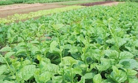 Rau mồng tơi chữa nhiều bệnh