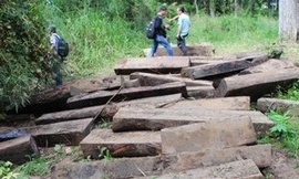 Số gỗ từ 15 cây gỗ quý được trục vớt dưới sông vào ngày 15/11 vừa qua. (Nguồn: nld)