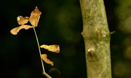 Cấp hộ chiếu cho cây