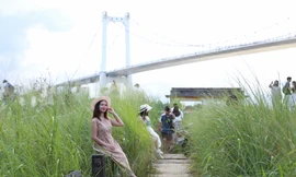 Giới trẻ Đà Nẵng tấp nập chụp ảnh bên đồng lau trắng đầu mùa 