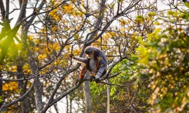 Những ngày này, một góc bán đảo Sơn Trà (Đà Nẵng) lại vàng rực màu hoa lim xẹt - loài hoa đua sắc rực rỡ mỗi dịp cuối tháng 3, đầu tháng 4.