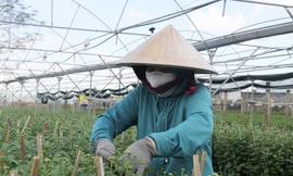 'Chưa vụ hoa Tết nào qua tháng Chạp mà vẫn mỏi mắt chờ thương lái'