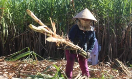 Nông dân vùng trồng mía ép nước lớn nhất Đà Nẵng đang gặp khó vì mía tiêu thụ chậm do ảnh hưởng của dịch bệnh COVID-19, chất lượng mía không cao do ngập lụt kéo dài vào cuối năm ngoái