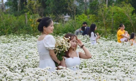 Giới trẻ hào hứng check-in vườn cúc họa mi 'có một không hai' giữa lòng Đà Nẵng