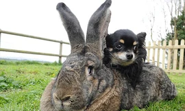 Chú thỏ lớn nhất thế giới nặng hơn 20 kg