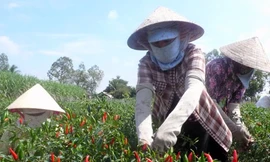 Người trồng ớt trúng lớn