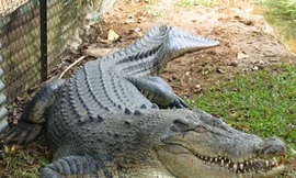 Cá sấu (hình minh họa)