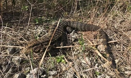 Thằn lằn Tegu có bộ răng chắc khỏe, có thể ăn trứng cá sấu, các loài chim làm tổ dưới đất.