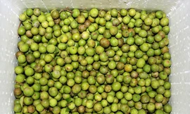 Sấu tươi Hà Nội được lựa chọn kỹ càng, đóng thùng xốp và cấp đông để chuyển ra Trường Sa. Ảnh: CLB Tuổi trẻ vì Biển đảo quê hương.