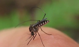 Một nghiên cứu mới cho thấy diệt muỗi chưa hẳn là phương pháp hiệu quả để ngăn chặn bệnh dịch sốt rét.