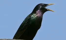 Loài chim hiện nay chính là biến thể của loài khủng long cách đây hàng trăm triệu năm.