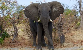 Việc phát hiện ra gien ngăn chặn tế bào ung thư ở voi sẽ giúp ích cho các nghiên cứu ngừa ung thư ở người.