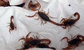 Bọ cạp đang hoành hành tại các đô thị ở Brazil.