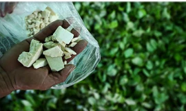 Cocaine được chiết xuất từ lá cây coca .Ảnh minh họa.