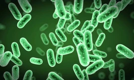 Nơi bẩn nhất ở sân bay hóa ra lại là khay an ninh. 