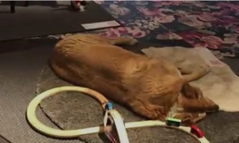 Hình ảnh những chú cún nằm ngủ ngon lành trên thảm nhà kho của Ikea gây xúc động cư dân mạng.