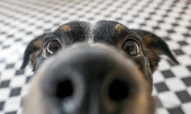 Chó có số lượng thụ thể khứu giác nhiều gấp hơn 4 lần con người.