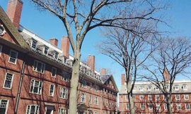 Hàng cây sồi cổ gắn bó với nhiều thế hệ sinh viên Harvard.