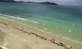 Gần 150 con cá voi bị mắc cạn và chết trên bãi biển xa xôi hẻo lánh ở New Zealand.