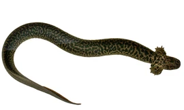 Các nhà khoa học vừa phát hiện ra loài kỳ nhông khổng lồ, dài 60cm, trông giống như loài vật ngoài hành tinh.