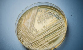 Hình ảnh nấm Candida.