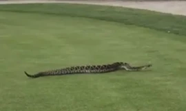 Video con rắn chuông dài 2.5m bất ngờ trườn trên bãi cỏ sân golf ở Mỹ được lan truyền khắp cộng đồng mạng.