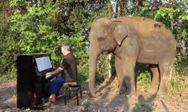 Chú voi thích thú khi nghe tiếng đàn piano.