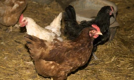 Trung Quốc đã tìm ra chủng virus cúm gà H7N7 nhưng chưa chia sẻ với các nhà khoa học Mỹ.