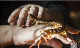 Rết phơi khô hay dạng bột là bài thuốc dân gian rất tốt cho sức khỏe, nhưng nếu ăn rết sống thì hãy coi chừng. 