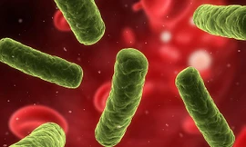 Chúng ta mới chỉ nhận dạng được 0,01% virus gây bệnh cho người trên khắp thế giới.