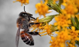 Một nghiên cứu mới cho thấy,ong mật đã chết sau một thời gian tiếp xúc với glyphosate