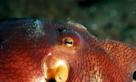 Bạch tuộc có cách hành xử giống người khi " cắn" thuốc lắc.