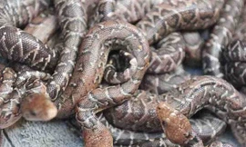 Răn siết mồi của Cuba.