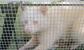 Tỉ lệ sống sót của gấu mèo bạch tạng là 1/ 730.000, nên nó là con vật cực kỳ quí hiếm