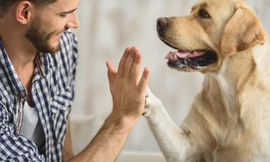 Chó là người bạn thân thiết của con người.