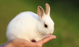 Ảnh minh họa: Internet