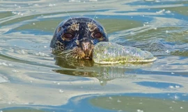 Rác thải nhựa đang giết chết các loài sinh vật biển. 