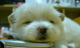 Tít mắt cùng khoảnh khác đáng yêu của động vật