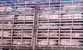 Ảnh minh họa. Nguồn: Tuấn Nguyễn