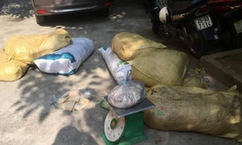 Hơn nửa tấn bì lợn thối bị thu giữ