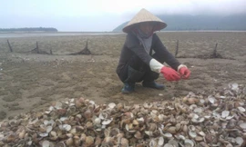 Người dân Hà Tĩnh cho biết hiện tượng ngao chết diễn ra trong nhiều ngày qua. Đến nay, đa phần số ngao nuôi tại các đầm ven biển đều chết. Người dân cố thu hoạch số còn lại nhưng không có người mua. 
