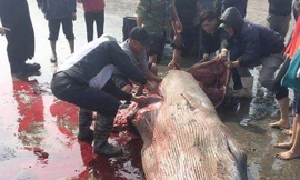 Sự thật chuyện xẻ thịt cá voi đem đi bán