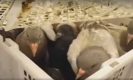 Bồ câu có nguồn gốc Trung Quốc được bán với giá chỉ 5000 đồng/1con. 